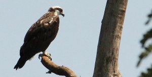 águia-pescadora na unicamp