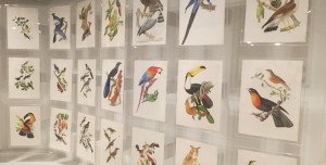Aves da coleção Brasiliana Itaú