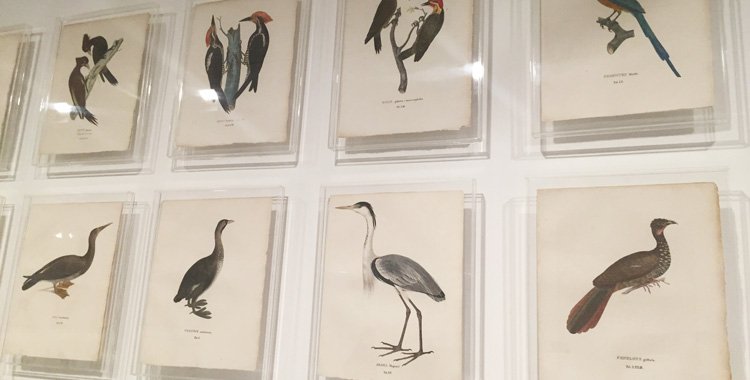 Gravuras de aves na Coleção Brasiliana