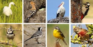 fotos de aves da espanha