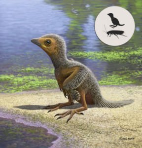 raro fóssil de filhote de ave de 127 milhões de anos
