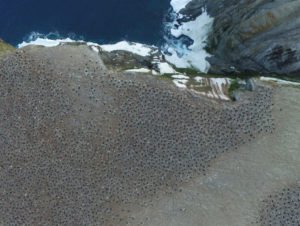 colônia de pinguins-de-adélia é descoberta