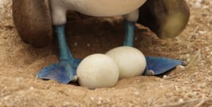 atobá-de-pé-azul e ovos