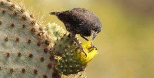 common cactus finch