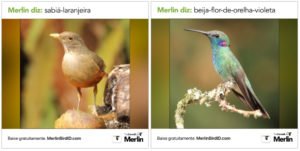 aves identificadas pelo Merlin