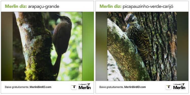 aves identificadas pelo Merlin