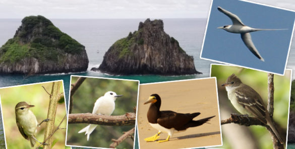 aves de Fernando de Noronha