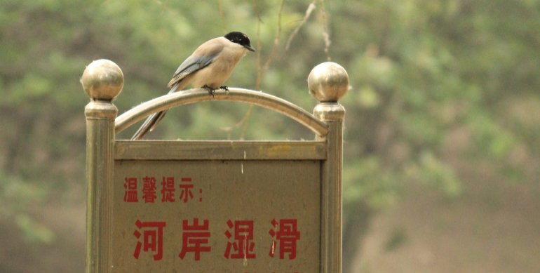 aves da china