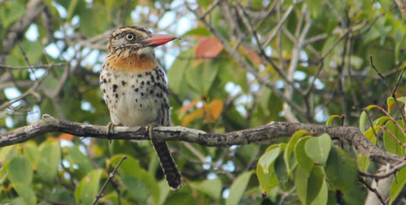 rapazinho dos velhos