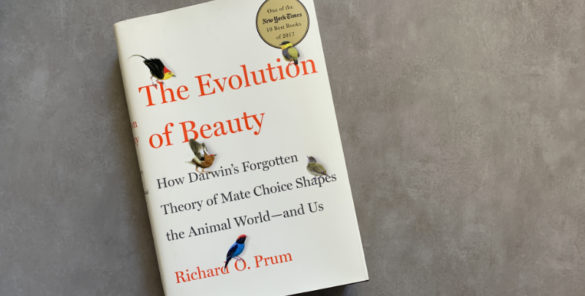 the evolution of beauty