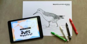 livro de colorir - aves migratórias