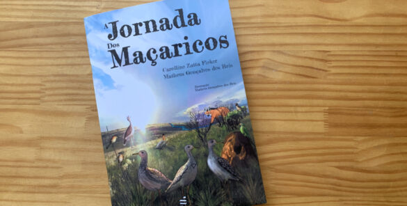 a jornada dos maçaricos