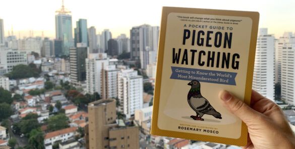 pigeon watching
