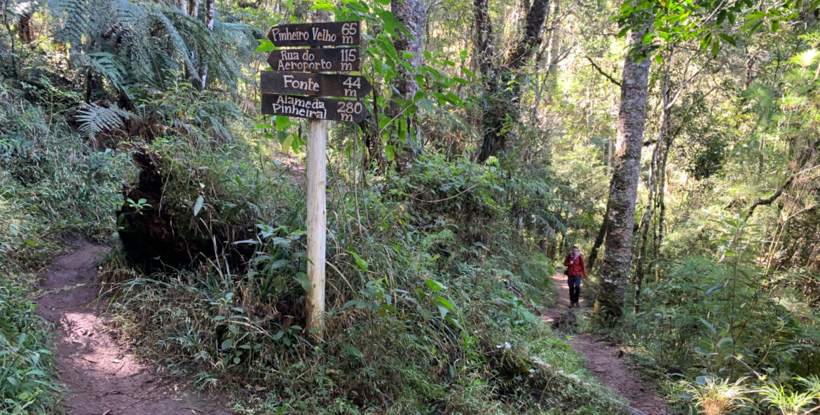 Trilha do Pinheiro Velho em Monte Verde