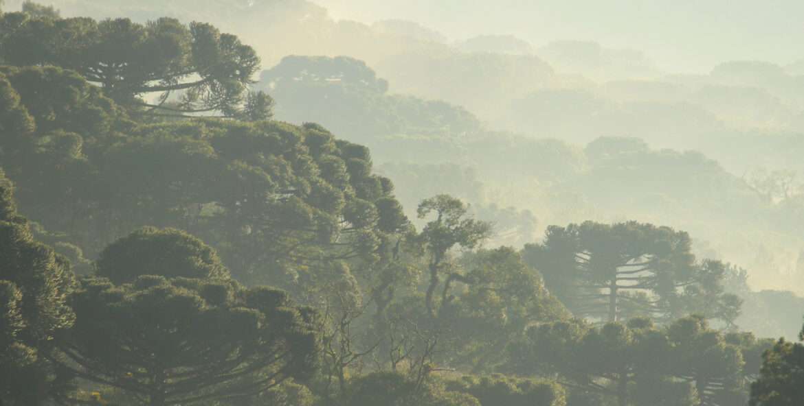 araucarias-de-gramado-2023 araucárias