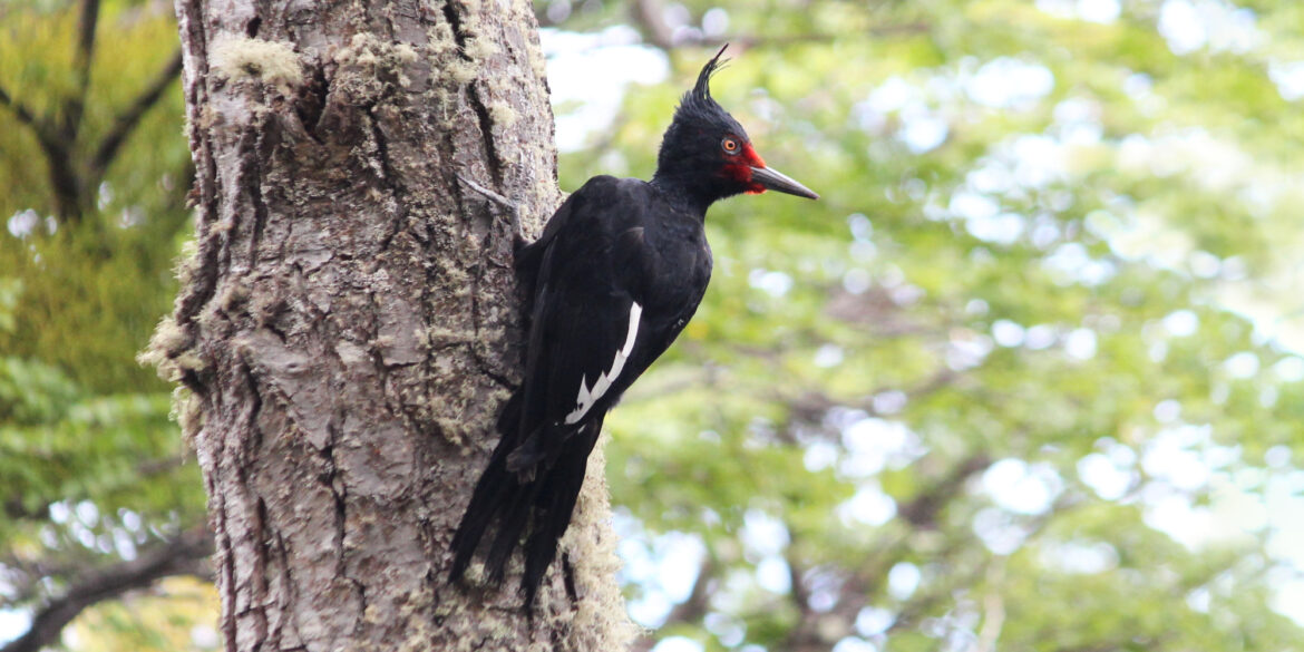 Pica-pau-de-magalhães
