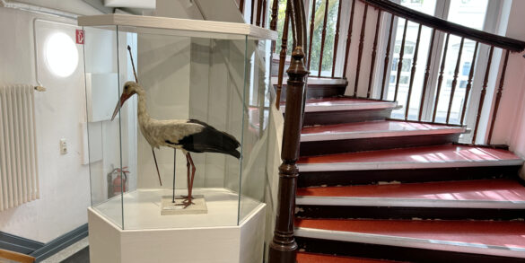 A famosa cegonha com uma flecha no pescoço