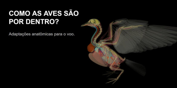 como as aves são por dentro